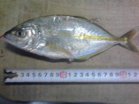 シマアジとフエフキダイ